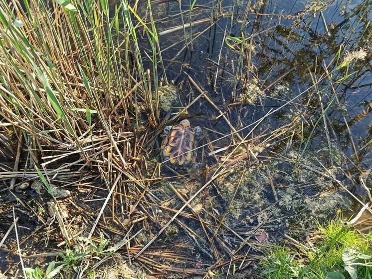 Черепахи стали новыми жертвами экологической катастрофы в парке Героев-Пожарных