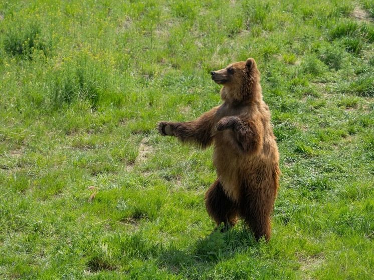 На кузбасском разрезе животные устроили стихийное КПП и требуют печенья за проезд