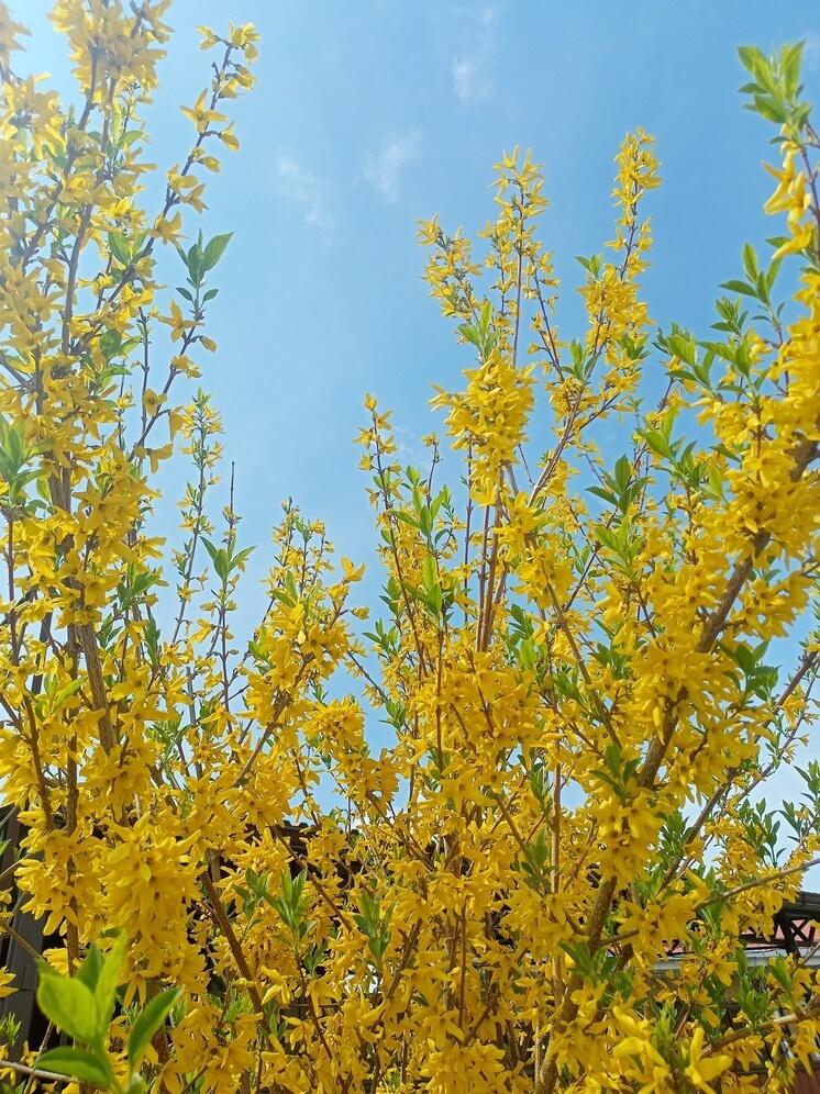 Школьники и детсадовцы Ставрополья будут выращивать фрукты на приусадебных участках