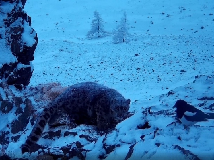Видео снежного барса, охраняющего добычу, впервые получили ученые РФ