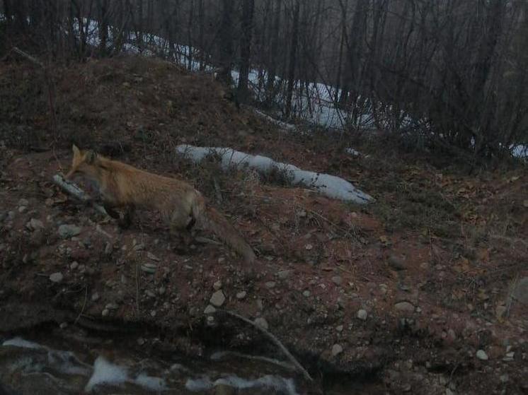 Лиса с бурундуком в зубах попалась на глаза охотоведам в Приамурье
