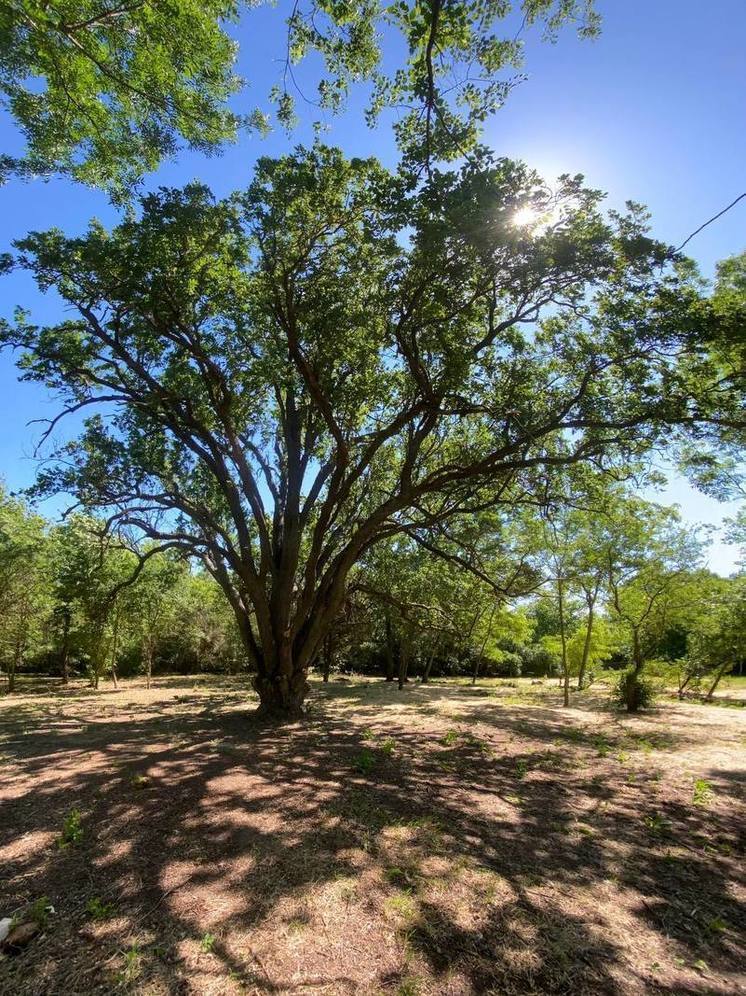 150-летний дуб из Запорожской области участвует в конкурсе «Российское дерево года»