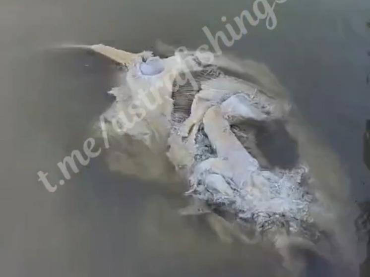 В Астрахани рыбаки запечатлели гигантскую голову рыбы
