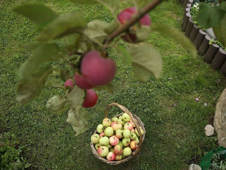 Муханин: заморозки повредили от 50% до 70% яблок в Центральной России