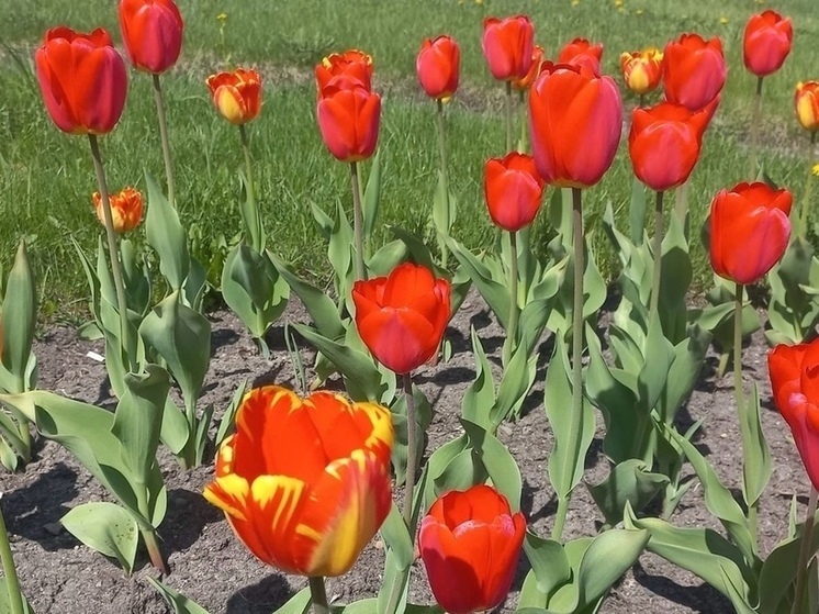 Тюльпаны распустились в Петрозаводске