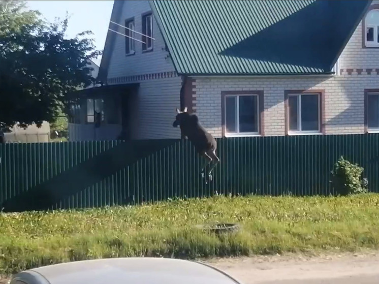 В пензенской Терновке заметили лосенка