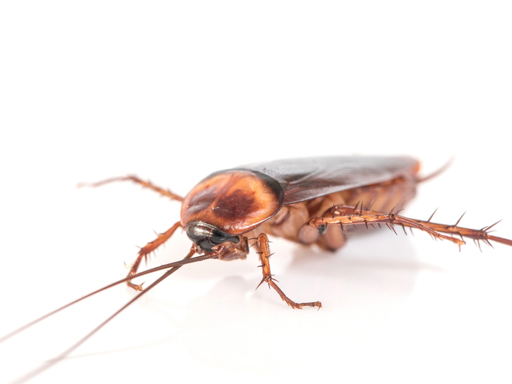Ученые назвали родину рыжих тараканов: они появились в Индии