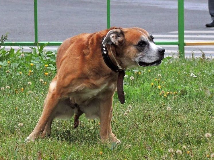 Работник детского сада покончил с собой после конфликта с собачником