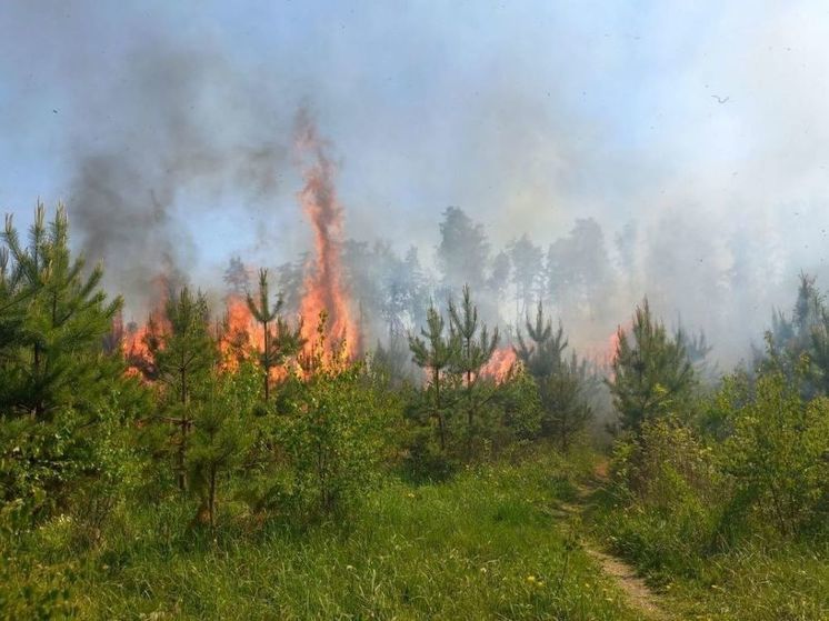 Крупный лесной пожар ликвидировали в Балашихе