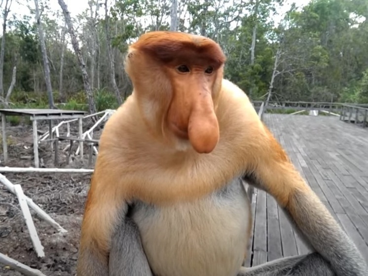 Daily Mail: ученые выяснили, откуда у обезьян-носачей большие носы