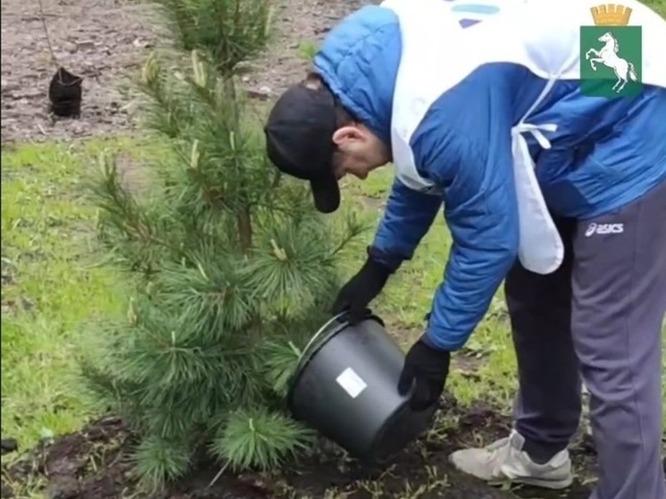 Томские бизнесмены по своей инициативе высадили в Буфф-саду деревья и кустарники