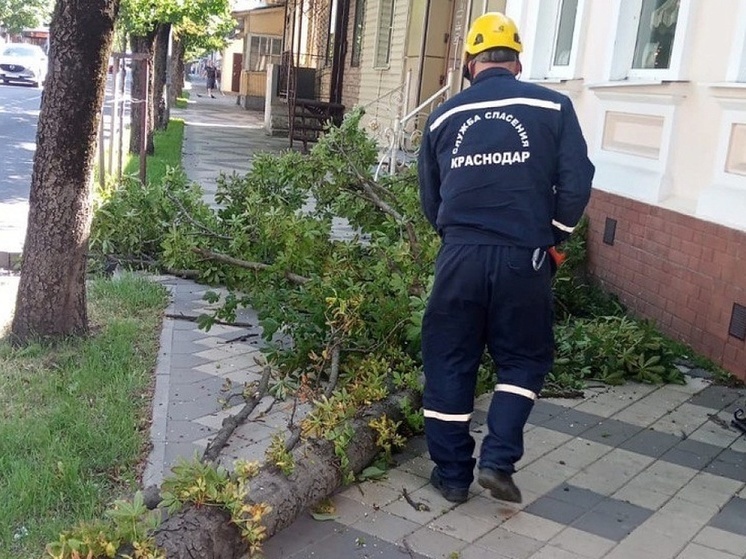 В Краснодаре спасатели убрали деревья, поваленные ветром, по 15 адресам