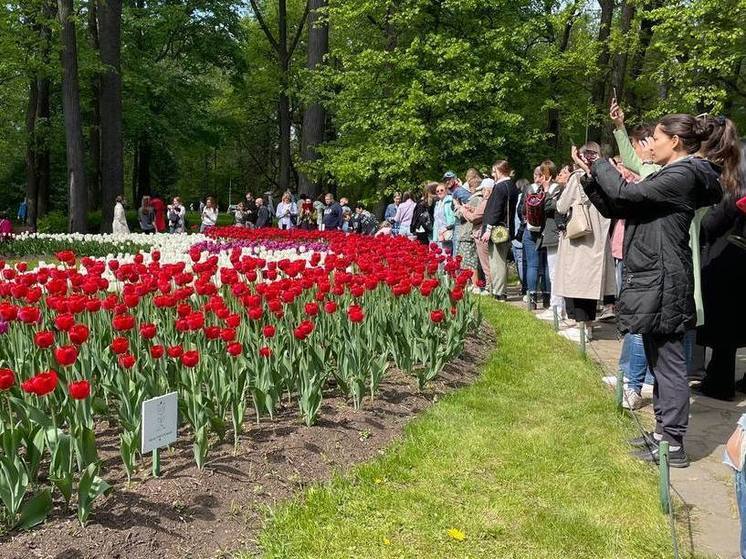Еще на два выходных продлили Фестиваль тюльпанов в Петербурге