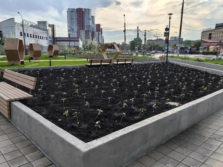 Сотни кабачков и подсолнухов высадили в «Цветочном квартале» Красноярска