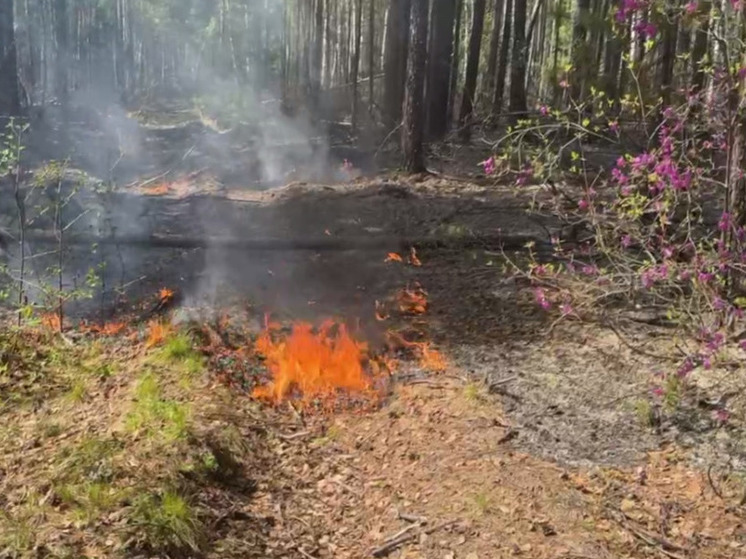 В Баргузинском районе Бурятии локализовали самый крупный в этом году лесной пожар