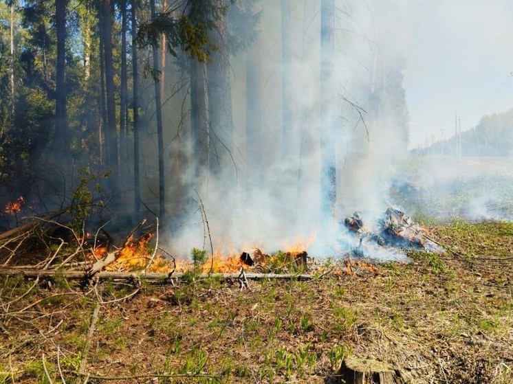 Пикники в подмосковных лесах запретили до 27 мая