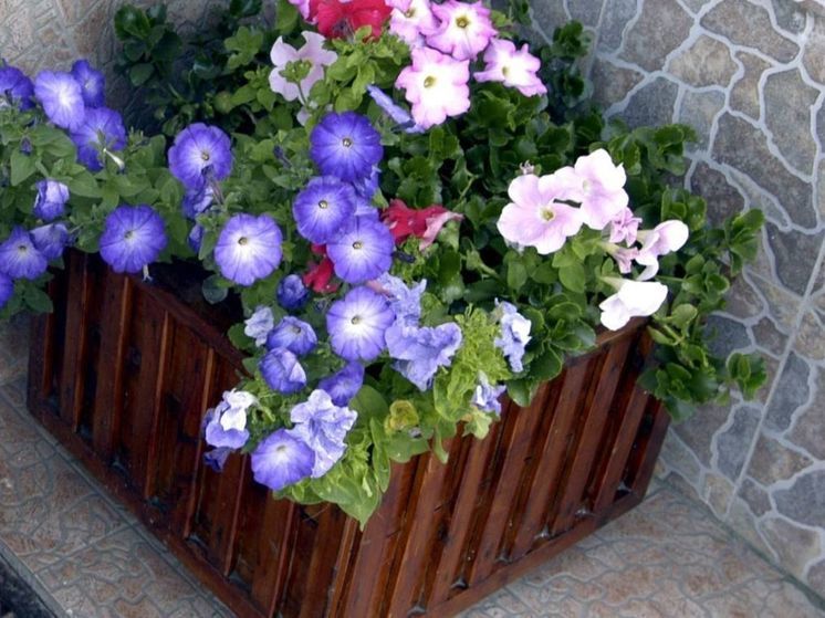 Дачники Подмосковья могут сесть в тюрьму за наркосодержащие цветы   