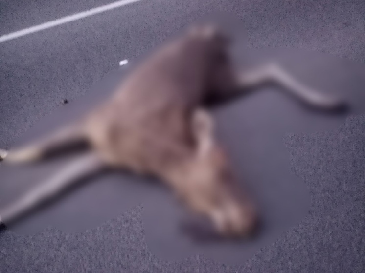 В Касимовском районе водитель фуры насмерть сбил лося