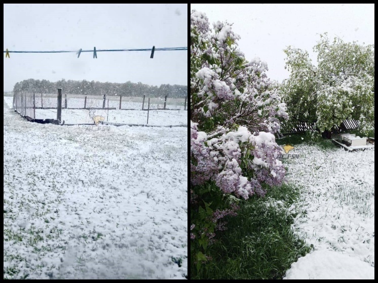 Снег выпал в двух районах Новосибирской области 25 мая