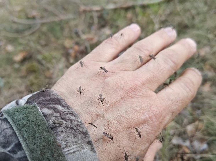 В лесах Ленобласти активизировались комары