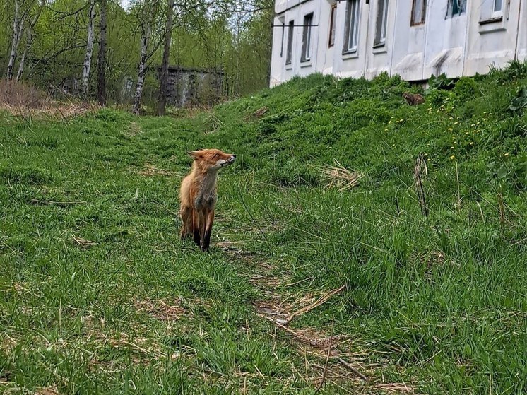 В Поронайском районе неравнодушные селяне прикормили лисицу