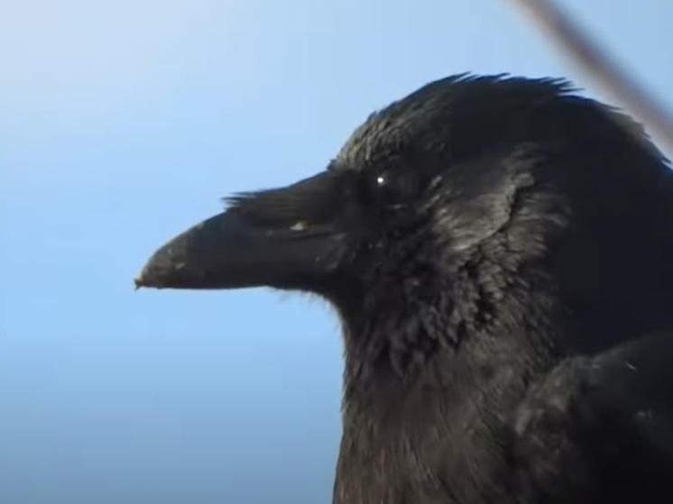 Live Science: ученые выяснили, что вороны могут считать вслух