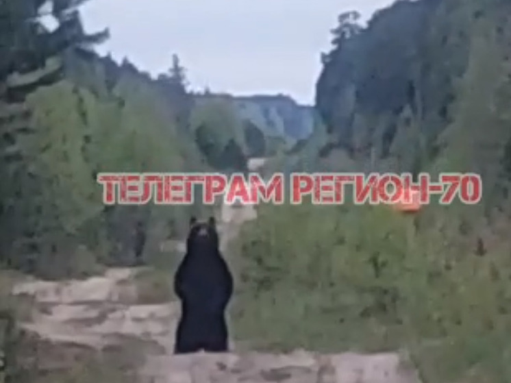 Огромного медведя заметили в поселке под Томском