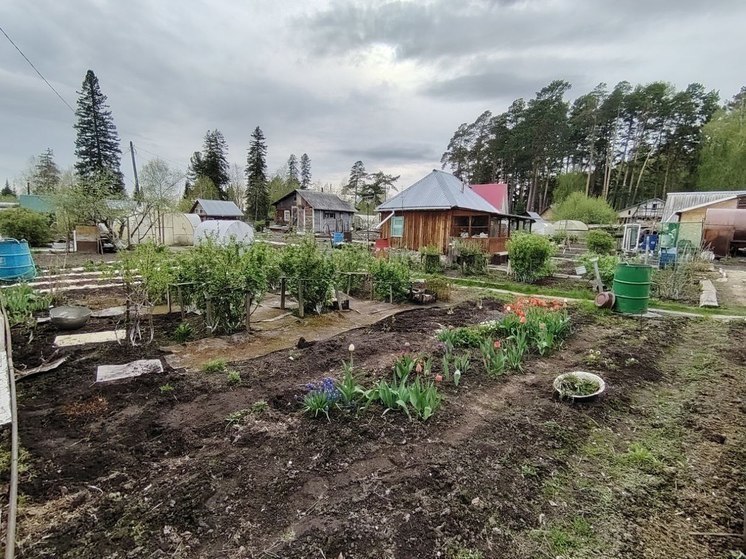 Новосибирский агроном рассказала, как получить богатый урожай клубники