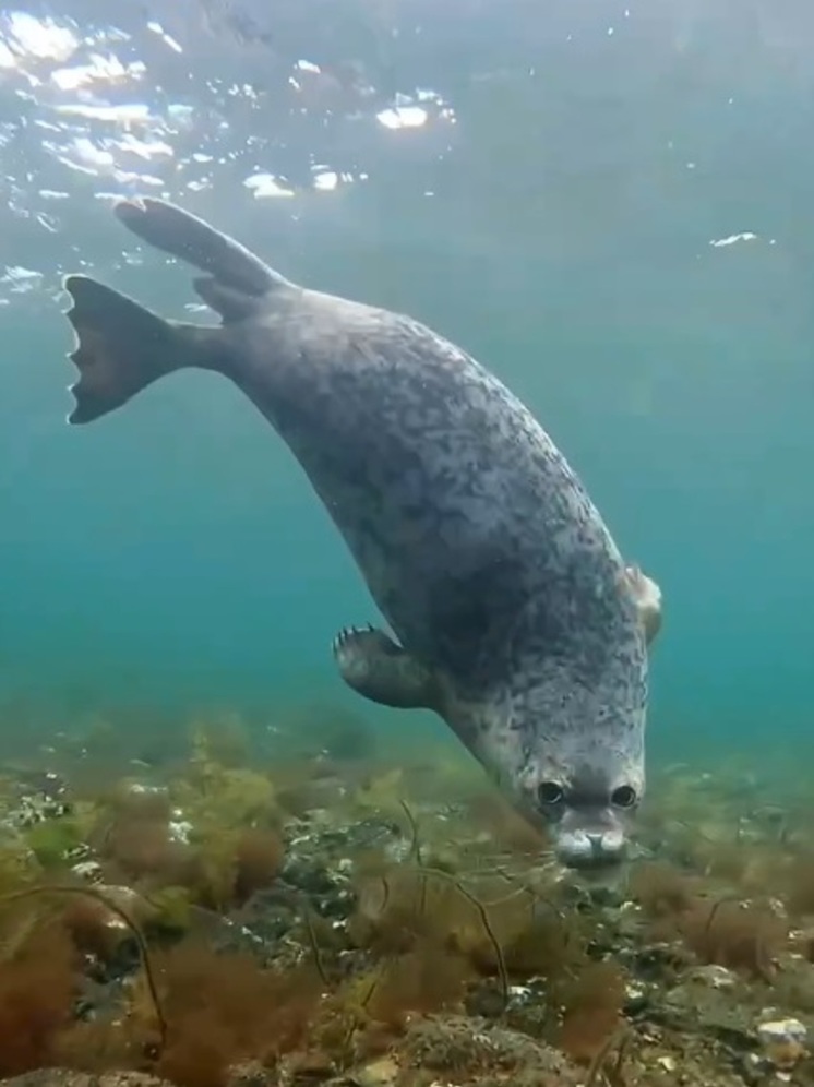 Купание вернувшихся в море тюленей показали в Приморье