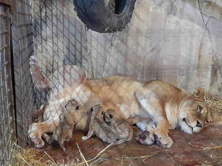 В Ряжском зоопарке под Рязанью родились львята