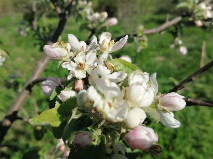 Лето в Подмосковье начнется с тепла под +30° и ливней