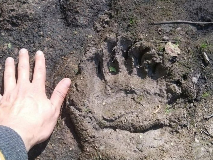 В Касимовском районе на территории лесничества заметили медвежьи следы