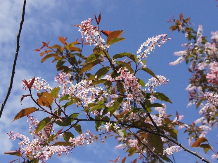 Алыча и розовая черемуха зацвели в Ботаническом саду в Петрозаводске