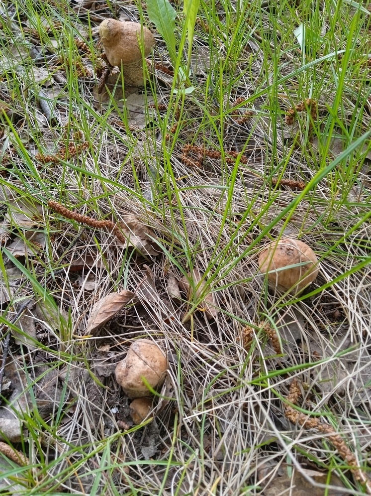 Первые подберёзовики обнаружили грибники в Новосибирской области