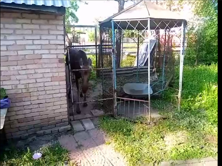 В гости к пензячке пришел лосенок