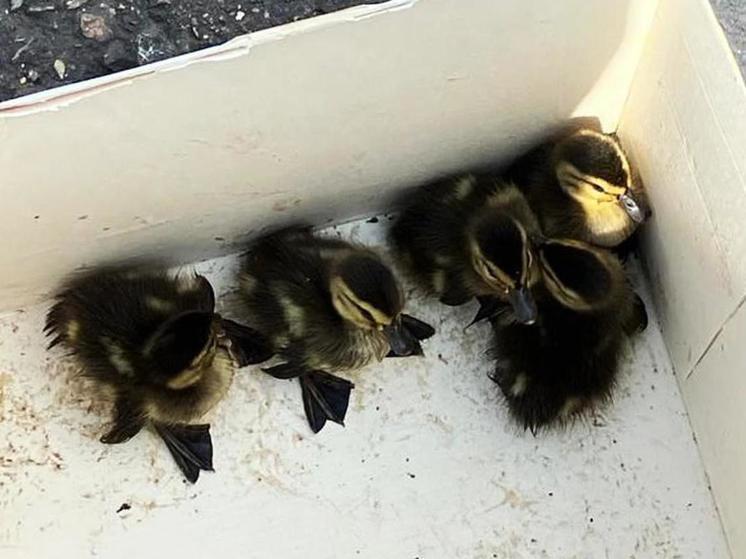 В Подмосковье спасли утят, угодивших в ливневую канализацию