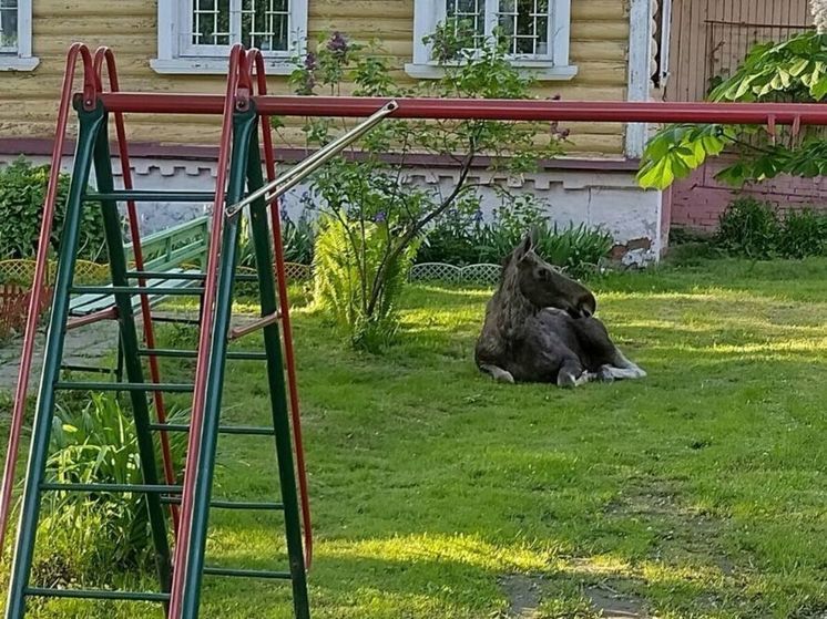 Лось заблудился в деревне Подмосковья