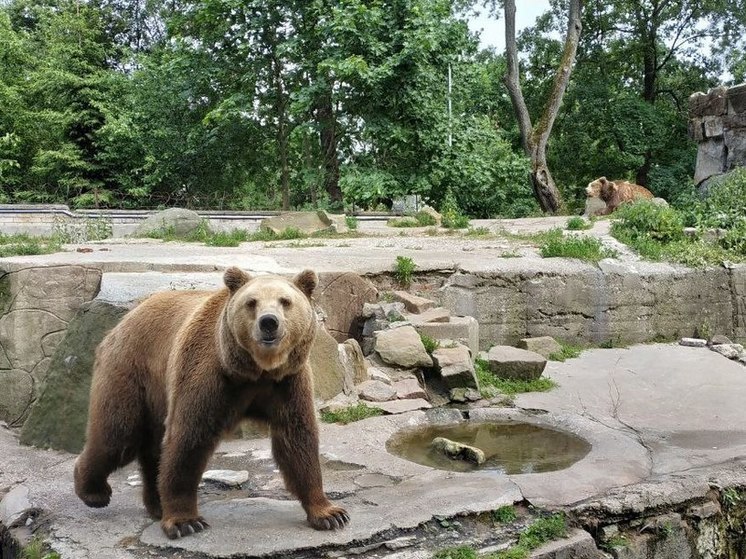 В районе Териберки бродит медведь