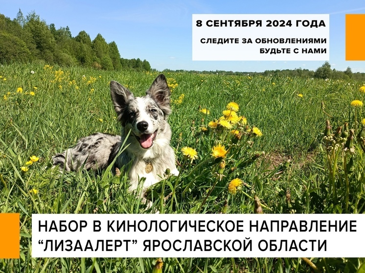 Ярославские волонтеры-поисковики набирают группу кинологов