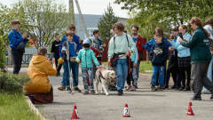 В Кемерове собаки-танцоры, поводыри, аджилитисты и фризби-фристайлеры учили детей быть вежливыми