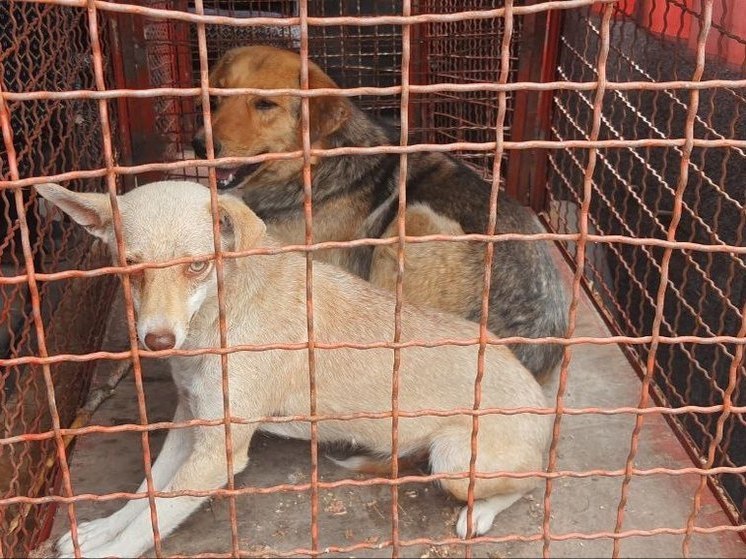 В Новой Каховке организовали приют для уличных собак