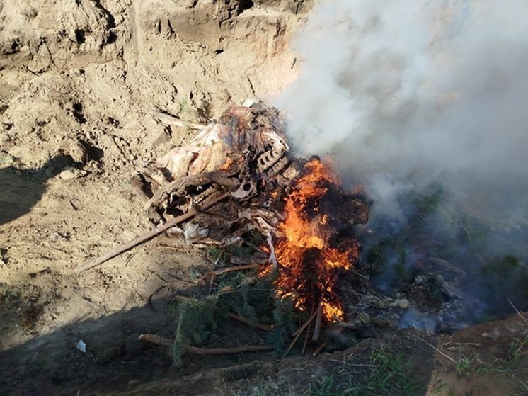 В Бурятии найден скотомогильник с  трупами КРС вокруг него
