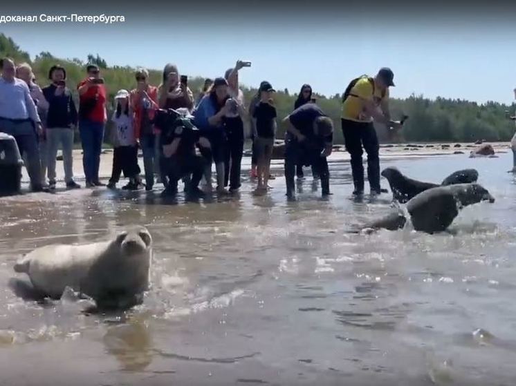 В Выборгском районе в Финский залив выпустили пять тюленят