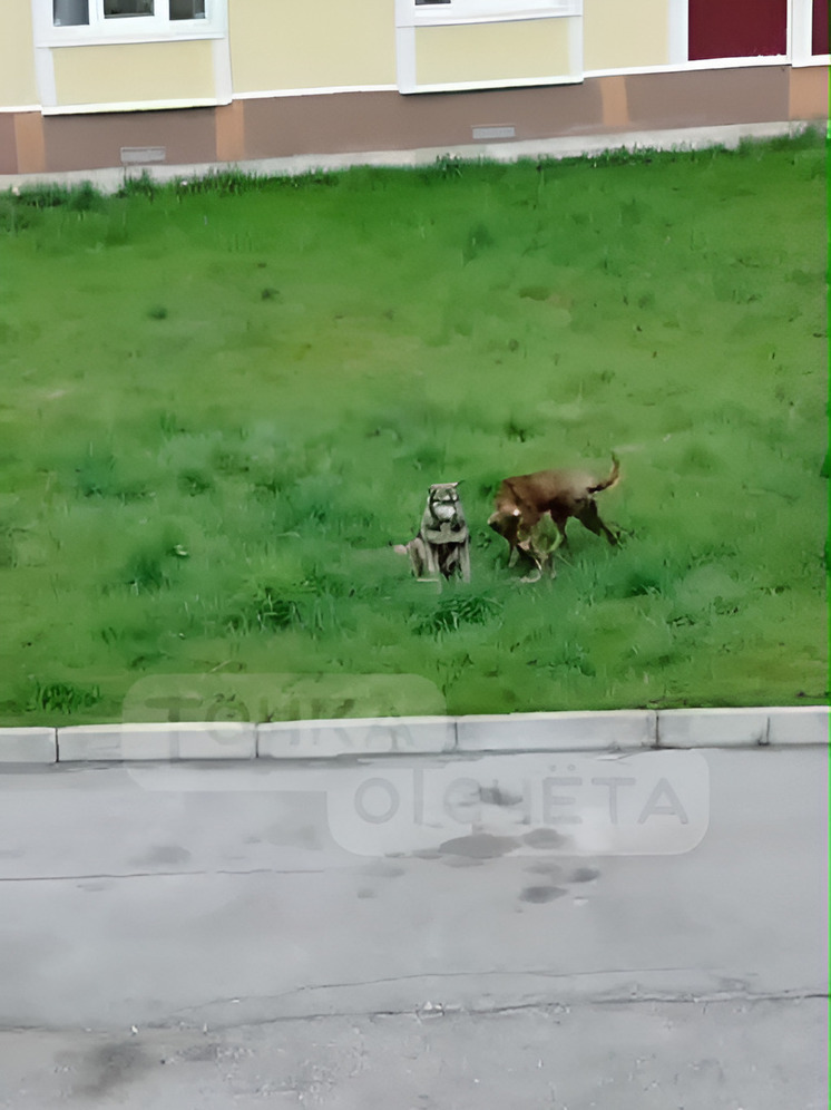 В Смирных бездомные собаки съели кошку