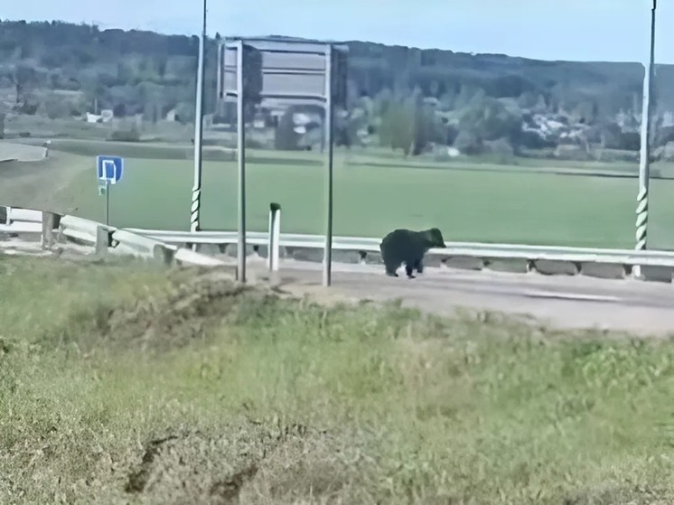 Вельчан напугал медведь