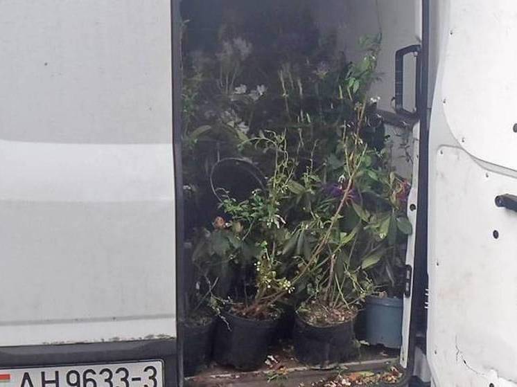 На Брянщину не пустили машины с подозрительными саженцами из Беларуси