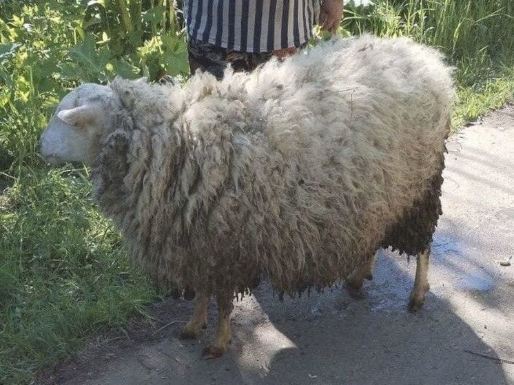 Провалившуюся овцу достали из люка подмосковные спасатели