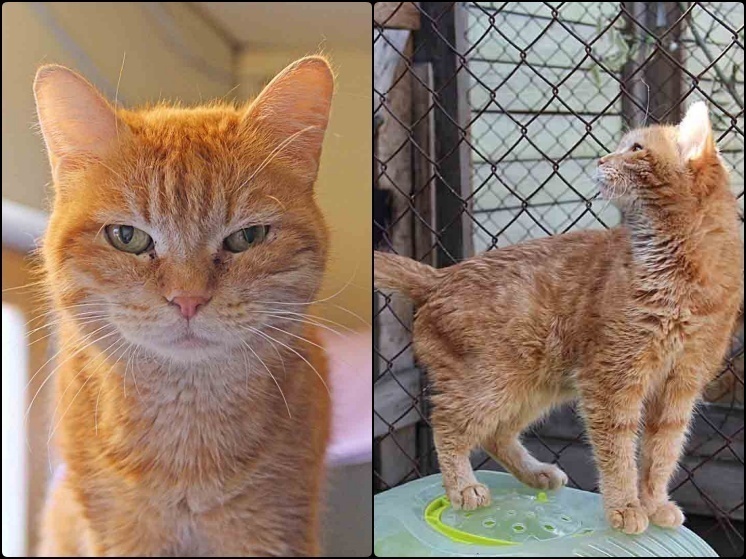Коту с трагической судьбой два года ищут дом в Новосибирске