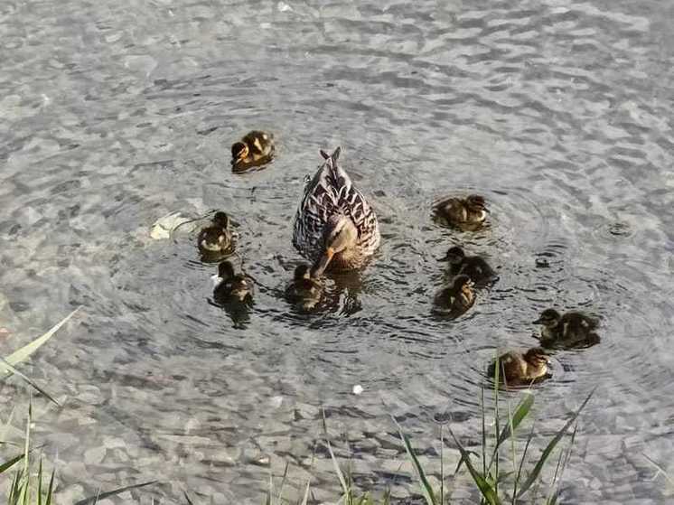 На городских прудах Хабаровска замечена утка с утятами