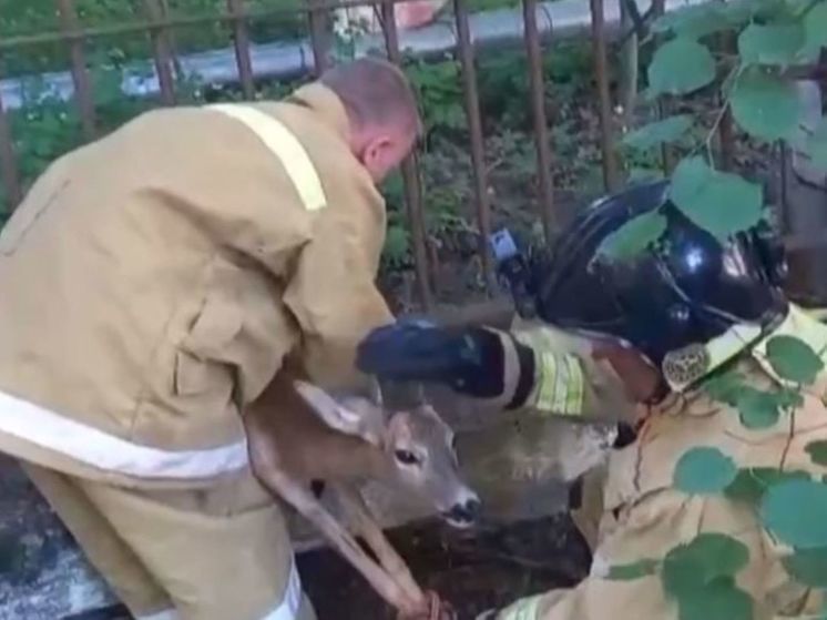 В калужском Обнинске спасли застрявшего в заборе оленёнка